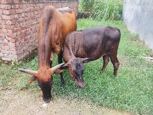 Story Image