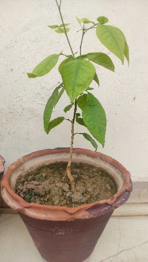 Story Image