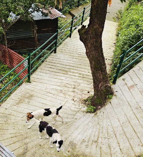 Story Image